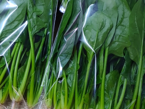 【農家の食卓からお裾分け】食卓に彩りを✨冬の映え！サラダ野菜４種🥗＋万能葉物２種詰合せ📦