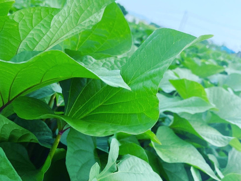 ねっとり濃厚な甘味！べにはるか平干し芋計2kg（400g×5）