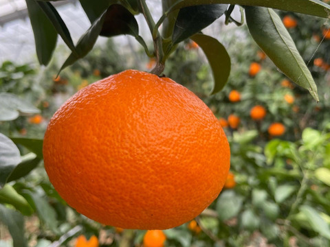 ゼリー食感！愛媛の乙姫！　まどんな　秀優品込み　1.5kg