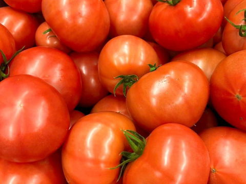 【規格外】トマト界のモンスター！！大玉トマト1.5kg