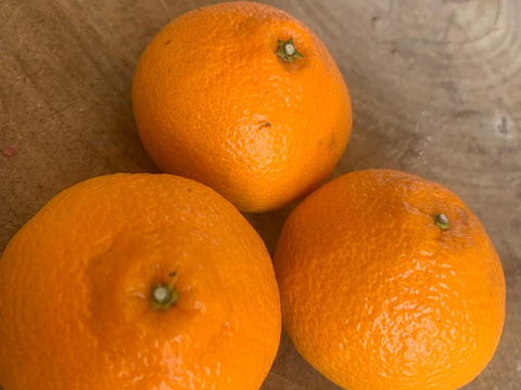 【訳あり 】ガムシャラポン〔肥の豊〕　2.5キロ