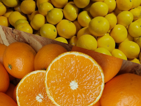 季節の柑橘【食べ比べ】5kg（箱込）