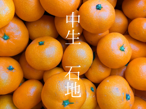 【大崎上島産】【5kg】中生みかん　石地