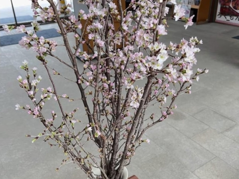 啓翁桜　信州から一足早い春を！
