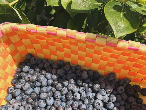 【宮城県石巻産】ドライブルーベリー100g　そのまま食べても美味しい！お菓子作りにもオススメ！