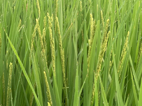 【米は水で育つ】熊本県美里町産　ヒノヒカリ　５kg