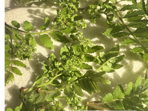 天然の木の芽（山椒の新芽）花山椒入り 30g 約300枚