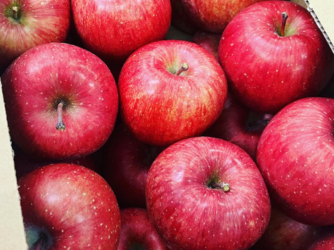 【当日〜翌日発送】りんご 採れたてふじ 家庭用 贈答 約8〜10玉 スッキリ美味しい 約3kg リンゴ 通販 産直 ふじりんご サンふじ