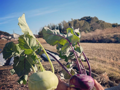 〜南国土佐旬便り〜あったかい太陽の恵みたっぷり冬の野菜セット【5-7品目】