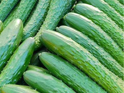 【2026春・早期予約】北陸の春のはじまりを味わう。ぶるベジ「春の味」トマト4種＆朝もぎ四川きゅうりセット【5月上旬〜発送】