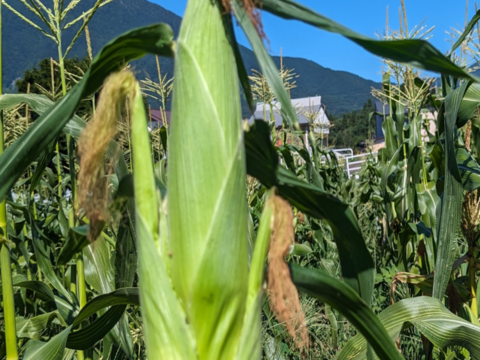 【栽培期間中　農薬不使用！】きよさんが旬のお野菜をセレクト！季節の福野菜セット小 (60サイズの箱に入るだけ　3種類程度）