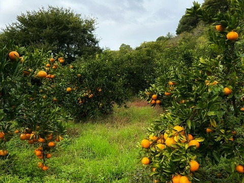 【和歌山産地直送】紀州の陽だまりフレッシュ自然派みかん 5.5kg