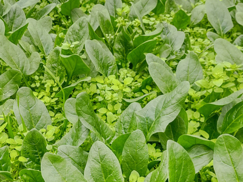 【農家の食卓からお裾分け】食卓に彩りを✨冬の映え！サラダ野菜４種🥗＋万能葉物２種詰合せ📦