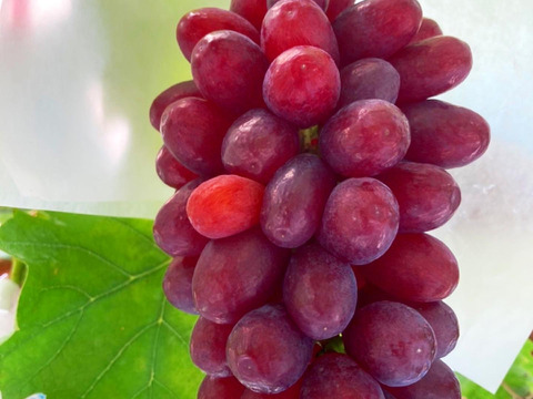 【ワケアリぶどう】驚きの甘さ！スイーツのようなぶどう クイーンセブン700g2〜4房