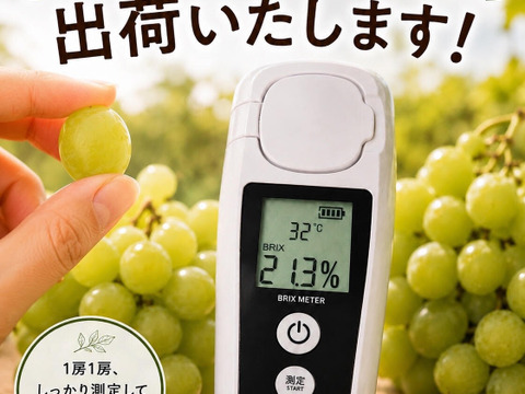 先行予約】【 贈答用 】朝採れ パリッと食感の高糖度タネ無しシャイン