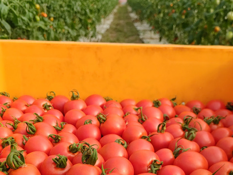 皮が柔らかくて食べやすい♪ 優しい甘みの薄皮中玉とまと🍅【華小町】１kg箱 + 朝もぎイボきゅうり🥒３本付き