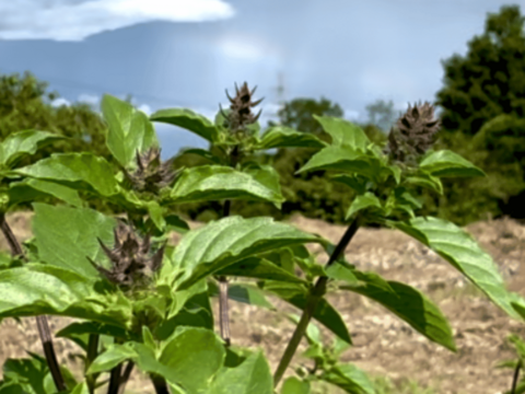 暑さを喜ぶパワー植物　2025年産　ホーリーバジルティー　20g