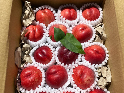 サマークリスタル 12-15玉　約1.5kg