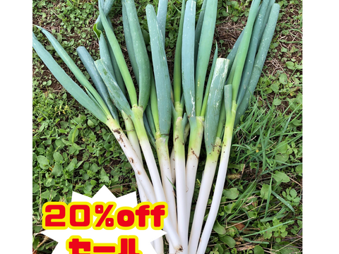 20％offセール中【農薬・化学肥料不使用栽培】青森県産　ネギ　2ｋｇ（太さ不揃い約20本）