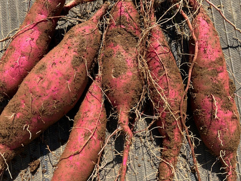 熟成！紅はるか5kg【栽培期間中農薬化学肥料不使用】