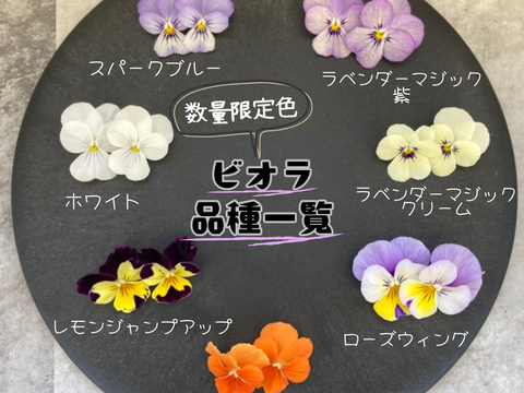 《常温配送》【岐阜産】可愛さ満点♪彩り豊か♪エディブルフラワー（食用）MIX10輪　 年中収穫可能