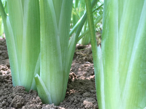 スティッキオ　フェンネル1kg