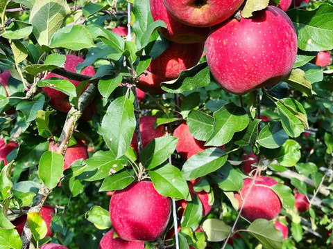 權之丞の葉取らずミックス！　🏆2025年りんごGP金賞受賞🎊葉取らず高徳&葉取らずコスモふじ　家庭用2kg【5〜10個入り】