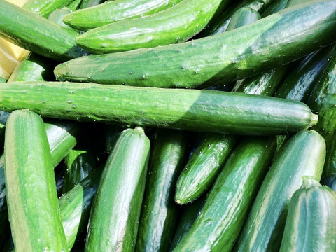 【味や実入りはA級品】きゅうり社長の朝どれ新鮮きゅうり！／中ランク混合／埼玉本庄産／常温配送3㎏（15〜20本）