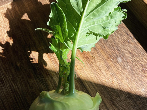 お料理の幅が広がる！ 季節の西洋野菜 Italian selection 60サイズ