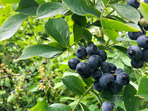 【予約商品】のんびり山の朝摘みブルーベリー   / 400g