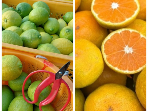 みかん&レモン  セット5kg(箱込)