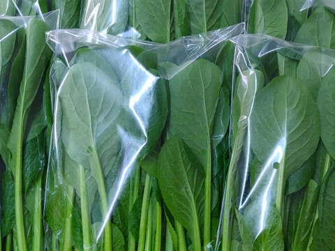 【農家の食卓からお裾分け】冬の中、じっくり育った「王道」冬野菜！ほうれん草＆小松菜＆春菊🥬 朝採りたっぷり3種詰合せ📦