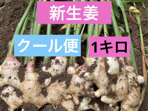 ごんげん畑 朝採れ直送新生姜 1キロ：高知県産のその他薬味・スパイス