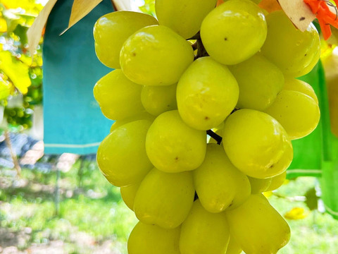 【夏ギフト】大粒！夏ぶどう2色セット 雄宝＋泉州パープル