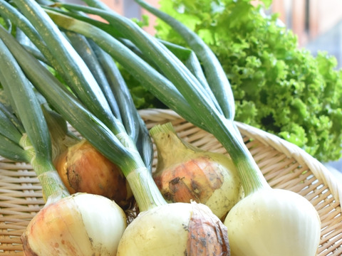 予約受付中【4月中旬より順次出荷】和らぎ農法　サラダ玉ねぎ（1袋）