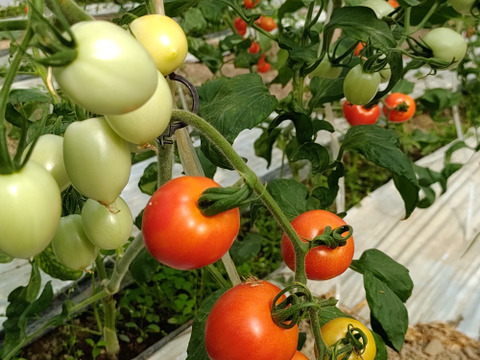 皮が柔らかくて食べやすい♪  優しい甘みの薄皮中玉とまと🍅【華小町】１.７kg箱
