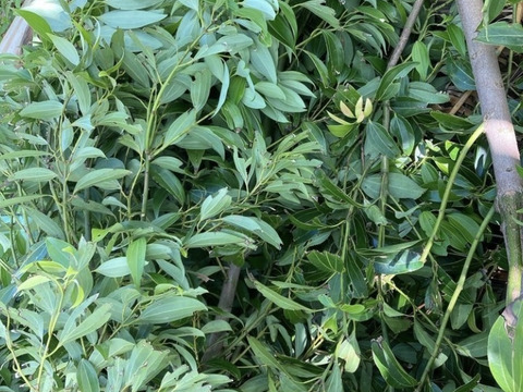 お試し　シナモンティー30g