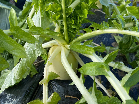 白菜と大根コラボセット‼️