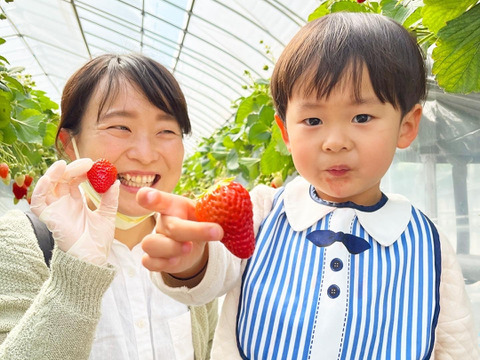 【食べ比べ】紅ほっぺ＆ほしうらら　お届け　JGAP認証【第10回茨城いちごグランプリ大賞】