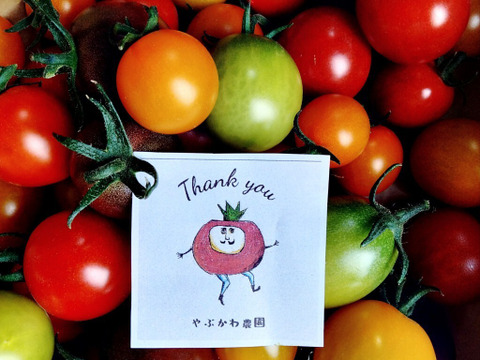 5色カラフルミックス！　ミニトマト1kg