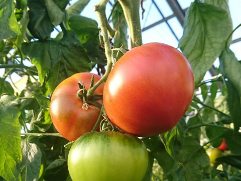 ★トマト農家が本気で作った★ウエタトマトdeドライトマト