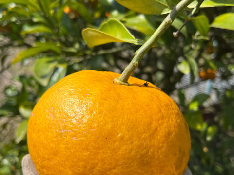 【お試しセット】ねこ農園の柑橘お試しセット2kg【農薬不使用】