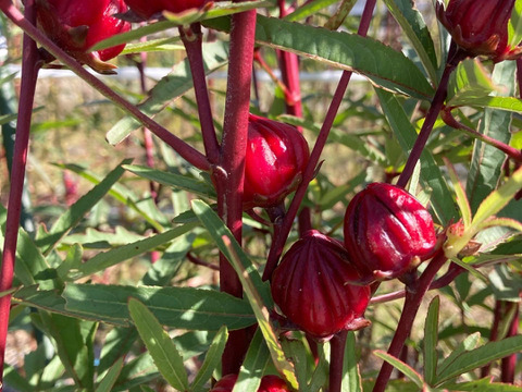 フレッシュ生ローゼル！ジャムや塩漬けに！栽培期間中農薬化学肥料不使用！滋賀県産！