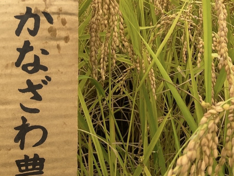 令和７年魚沼産コシヒカリ玄米10kg