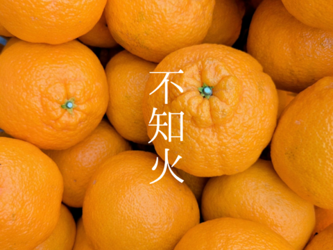 【大崎上島産】【5kg】不知火【2025年1等受賞】