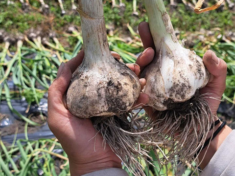 ホクホクで甘いホワイト六辺ニンニク！1kg【栽培期間中農薬・化学肥料不使用】