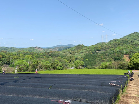 【福袋2026】特別価格＆㊙おまけ付　吉良茶6種詰め合わせセット