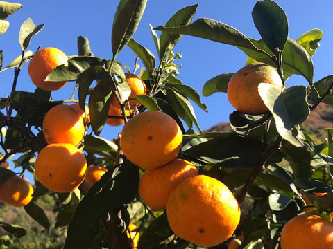 6パック🍋鮮度そのまま瞬間冷凍🍋柑橘セット◆不知火・レモン・みかん