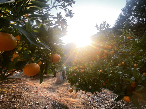 【深～く甘いコクと余韻】年末年始はこの🍊！【晩生みかん２．５kg】