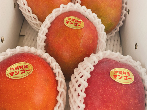 【マンゴーの日セール 7/10-7/15】家庭用マンゴー(約１Kg／３玉)